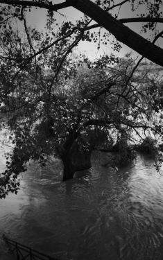 Luc Dartois 2016 - Paris inondations, arbres sous les eaux
