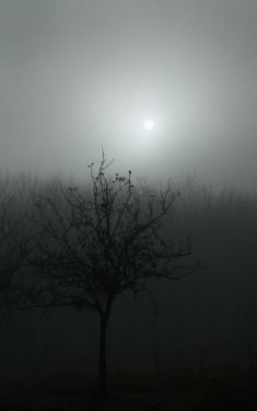 Luc Dartois 2008 - Brouillard en Normandie