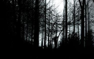 Luc Dartois 2008 - Foret en Normandie