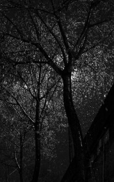 Luc Dartois 2008 - Paris la nuit sous la pluie, reflets dans les arbres