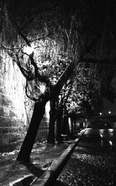 Luc Dartois 2008 - Paris la nuit sous la pluie, arbres sur les Quais de Seine