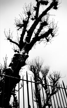 Luc Dartois 2009 - Paris sous la neige, arbres dans le rue Berton